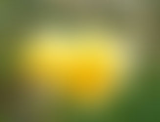 A pair of yellow daffodils in full bloom against green foliage on a bright day