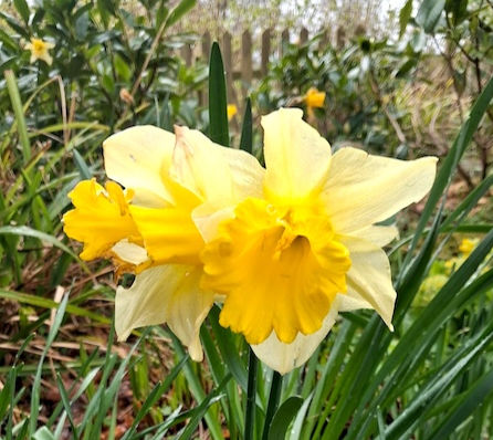 A pair of yellow daffodils in full bloom against green foliage on a bright day