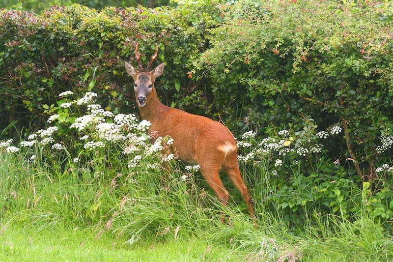 Deer standing in lush green grass and white wildflowers, with dense bushes in the background. The setting is peaceful and natural.