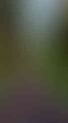 A forest path near Callander