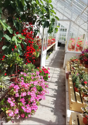 Greenhouses at Geilston Gardens are full of plants