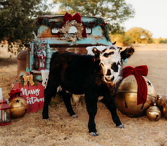 Country-Christmas-Chico-Precious-Gems-Photography-1