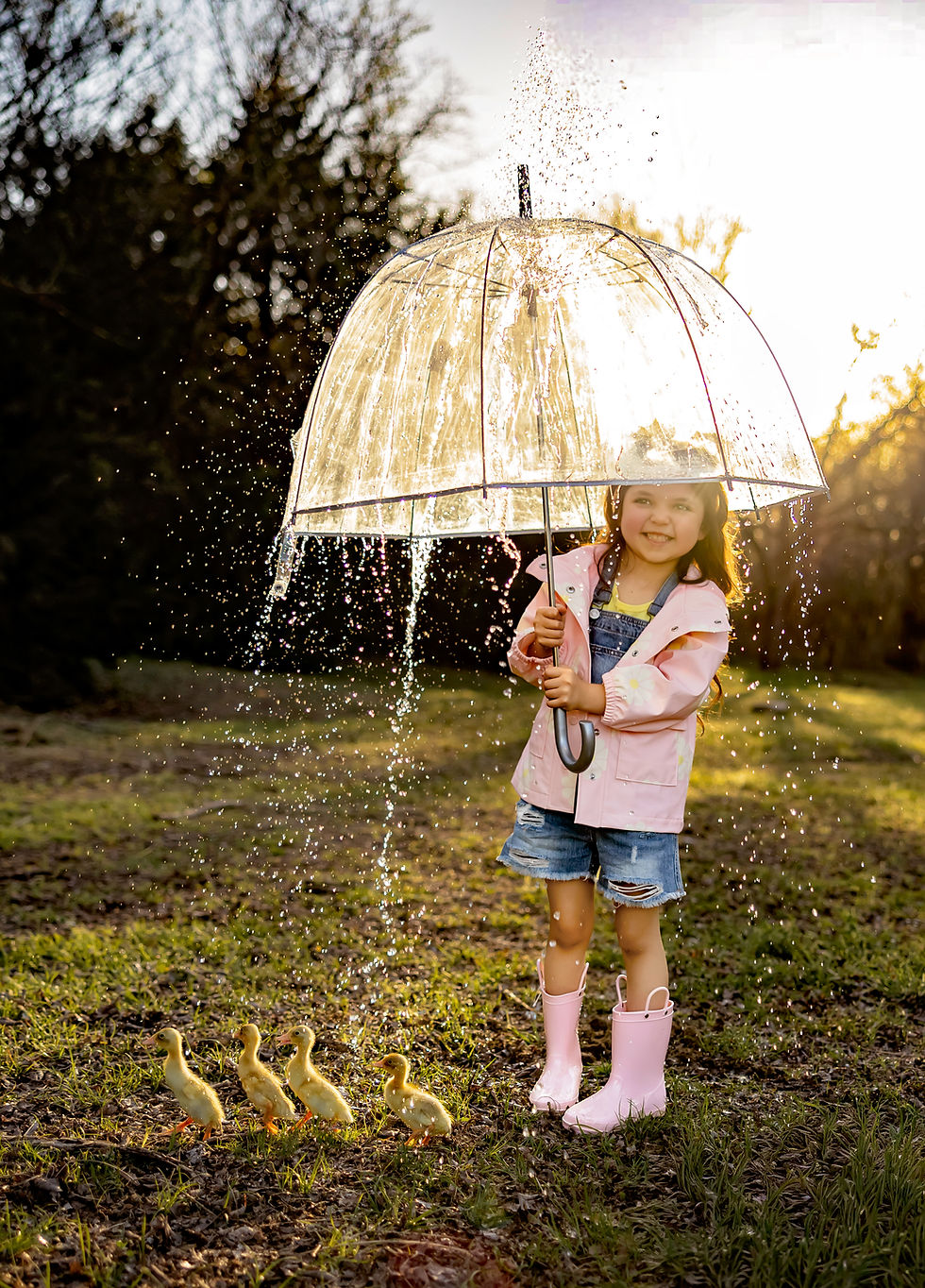 Little girl with clear umbrella and ducklings walking in line at sunset during duckling mini session in Boyd TX, Fort Worth DFW family photographer
