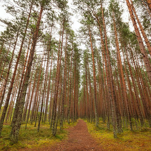 All'interno di una torbiera