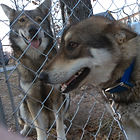 puppy mill product scam mixed breed husky puppies malamute Tamaskan mix Right Puppy Kennel Blustag Yadkin Wolf Den Loving Pup Resort and Spa My Shiba