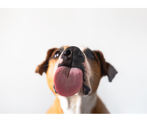 dog licking