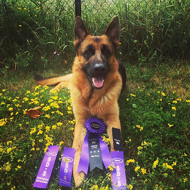 german shepherd laying down in the grass with competition ribbons in front of them
