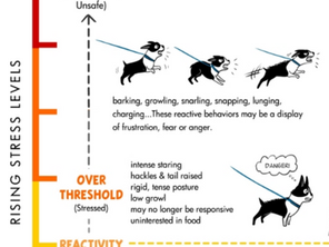 Understanding Dog Thresholds, Triggers, and Trigger Stacking