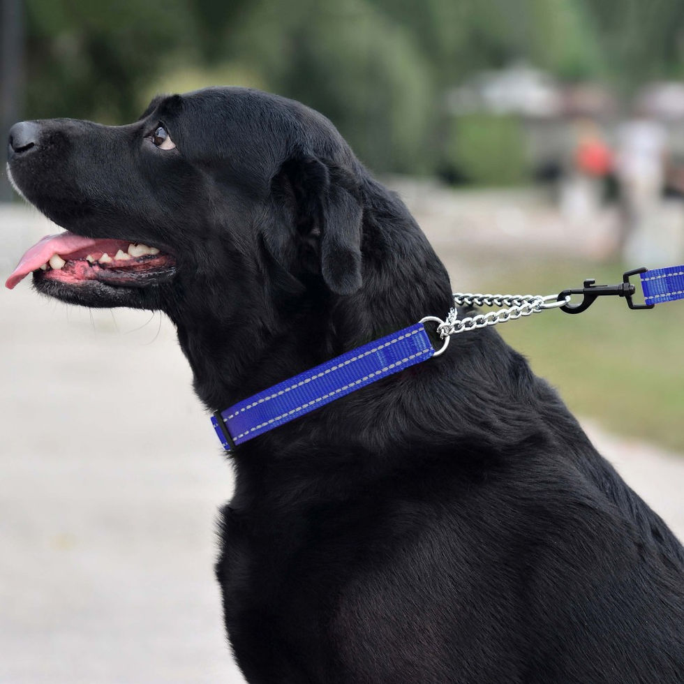 dog with collar and leash