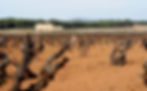 viñedos / vineyards