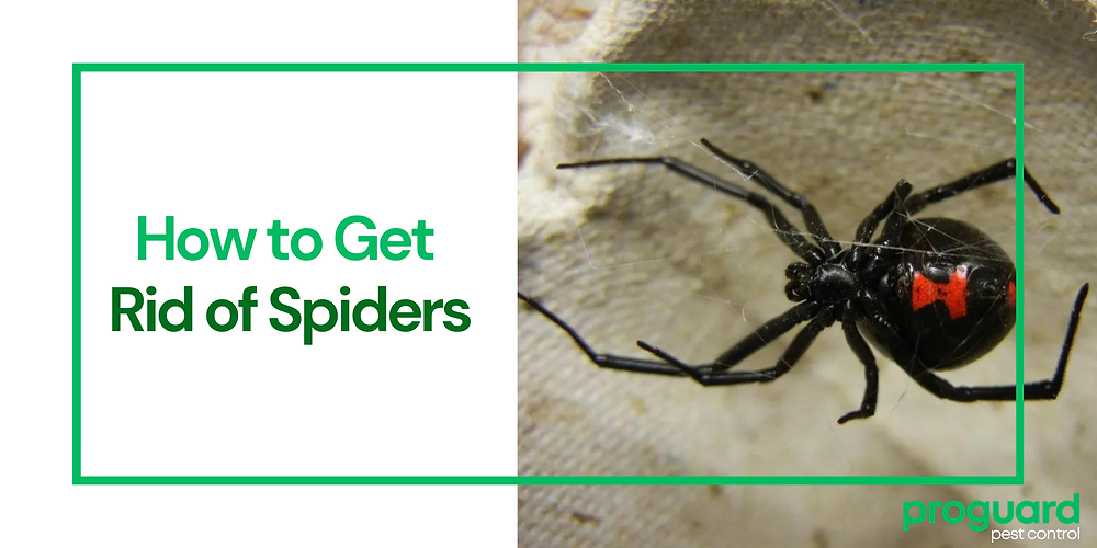 Spider Get Rid How to Get Rid of Spiders