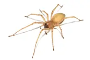 Yellow Sac Spider.webp