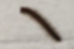 Millipedes