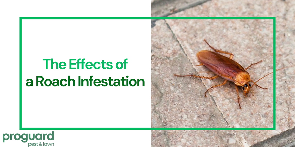 The Long-Term Effects of Having Cockroaches in Your Home