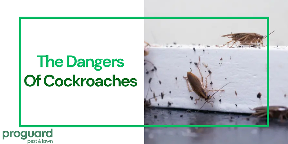 Cockroach Cdc The Hidden Dangers of Having Cockroaches in Your Home