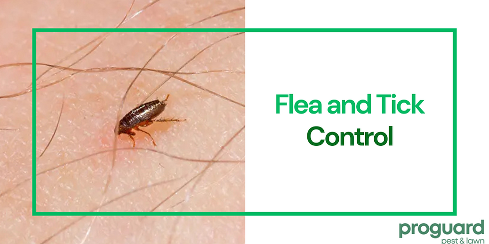Protect Your Home and Pets with Effective Flea and Tick Control
