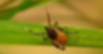 Ticks