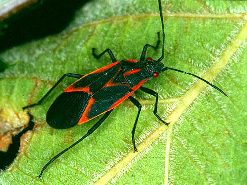 Boxelder Bugs