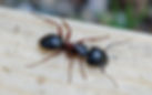 Carpenter Ants