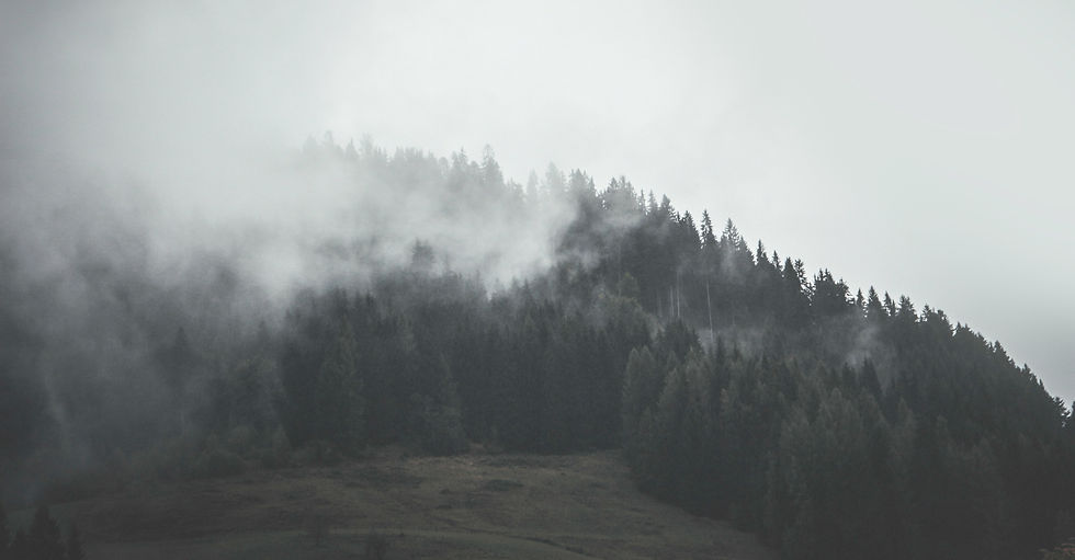 Misty Forest_edited.jpg