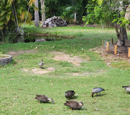 ducks_at_pond.jpg_w=700&h=400&fit=fill.jpg