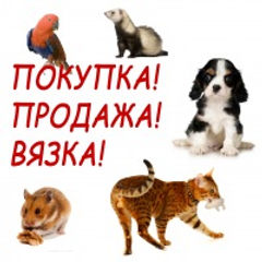 Доска объявлений животных с документами Омск