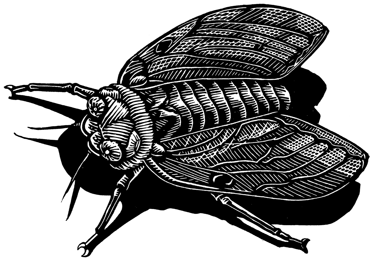 Cicada