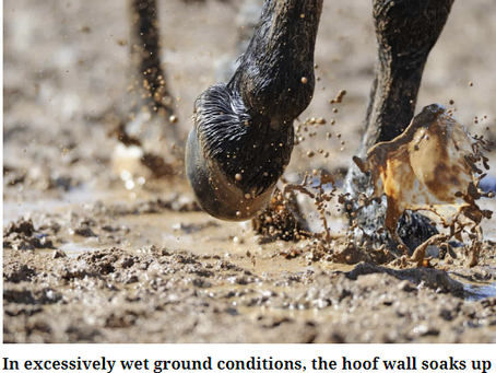 Horse Hoof Stressors