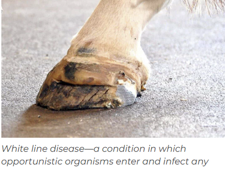 The Frustrations of White Line Disease
