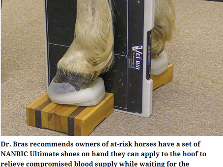 Equine Hoof Care Teams at Work
