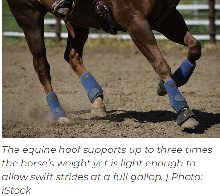 How the Horse’s Hoof Functions