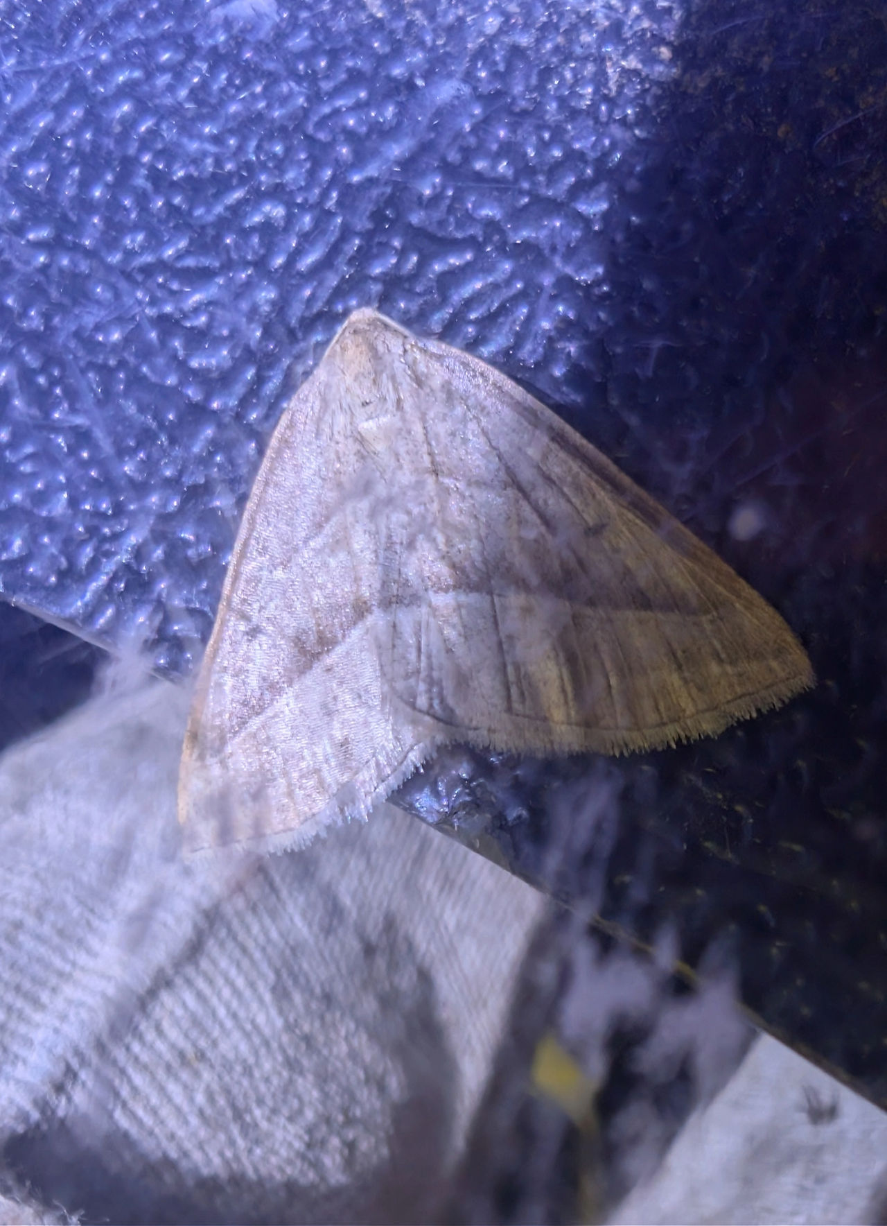 Scalloped Hazel