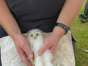 25 years of Bird boxes at John o Gaunt.
