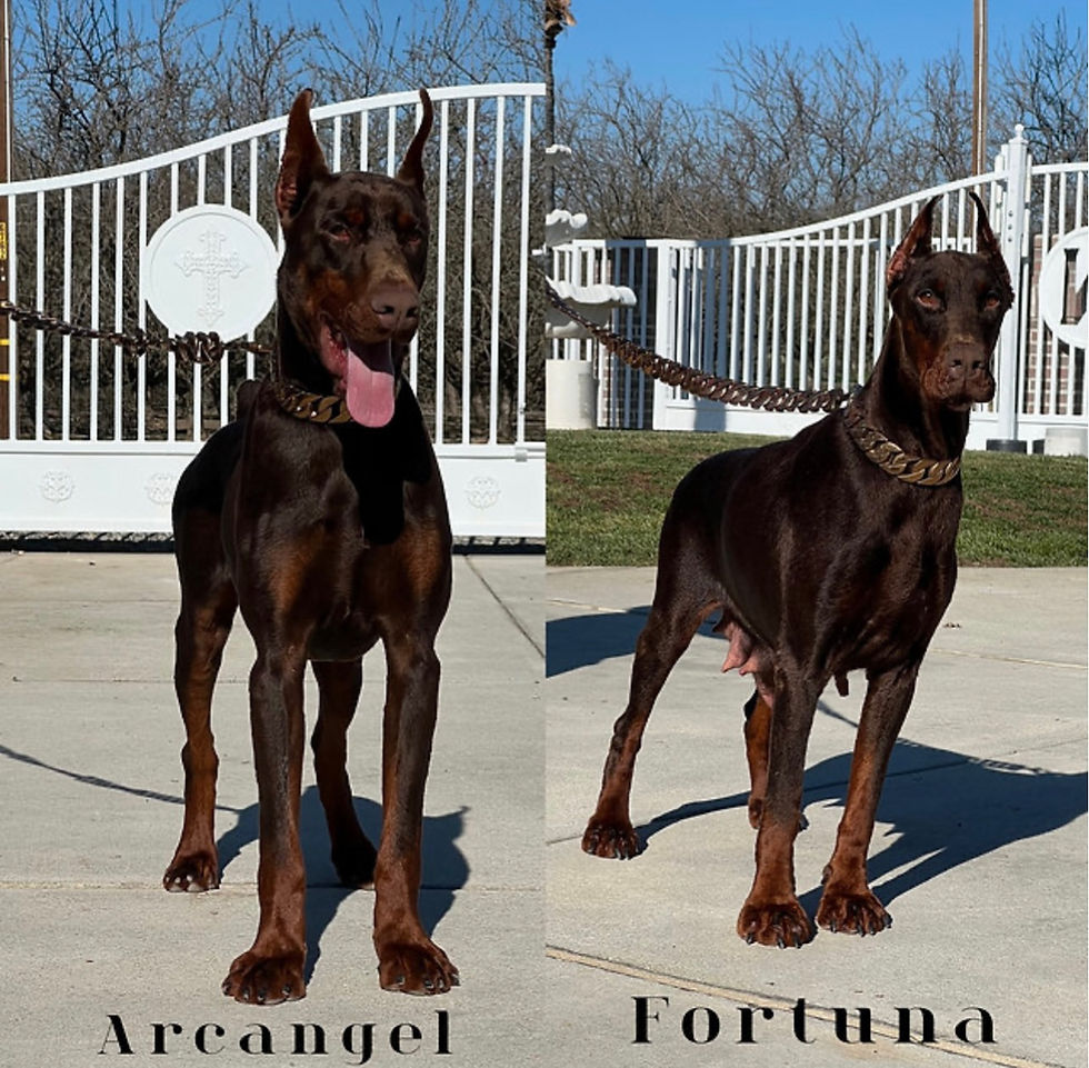 Thumbnail: Arcangel x Fortuna 