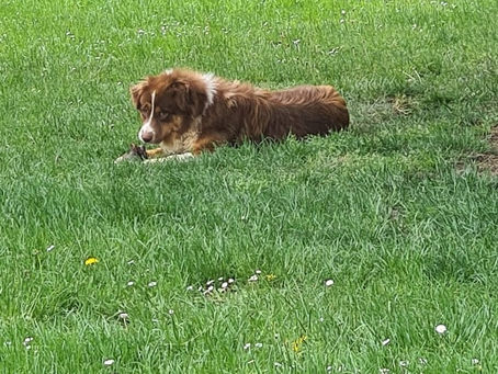 L'importance de la mastication