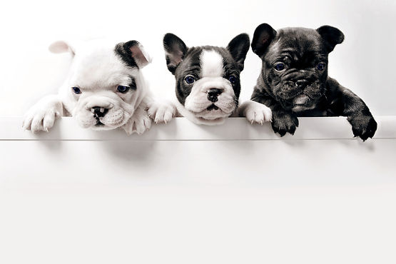 Three%20French%20Bullgod%20Puppies_edited.jpg