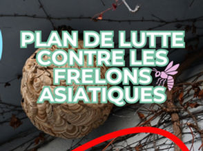 Frelon asiatique : pourquoi l'Équipe du Bourgmestre agit et comment la commune de Fleurus protège la biodiversité