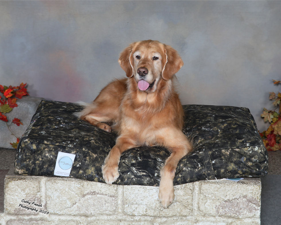 Thumbnail: Orthopedic Large Box Bed
