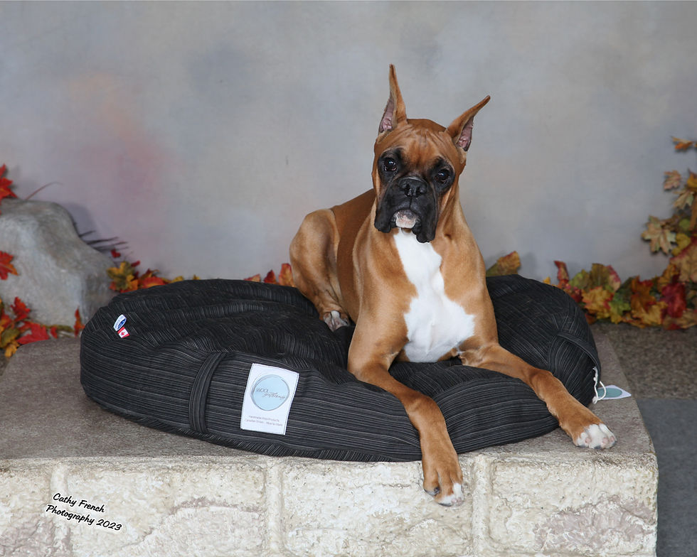 Thumbnail: Orthopedic Medium Round Bed