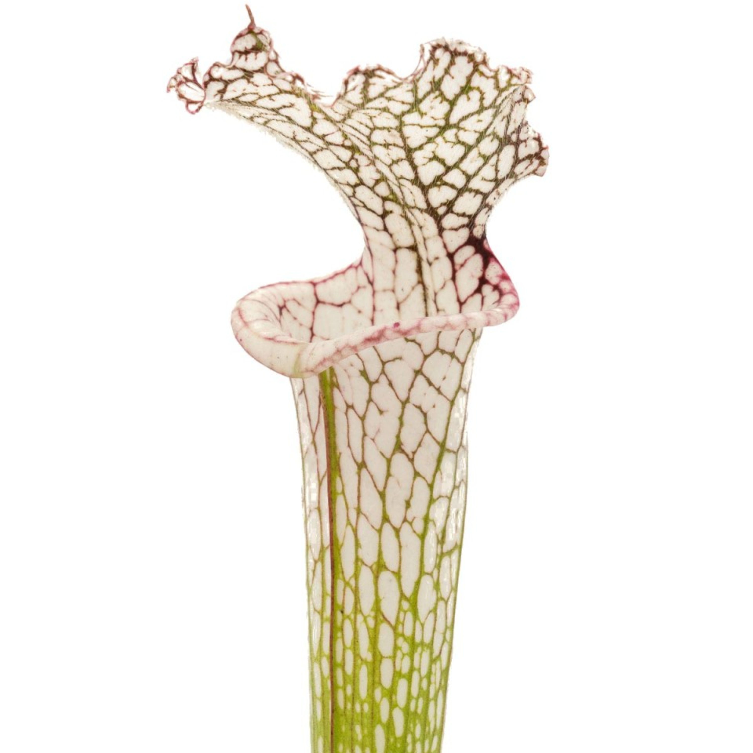 Sarracenia leucophylla - Charlston University Prague, Clone A