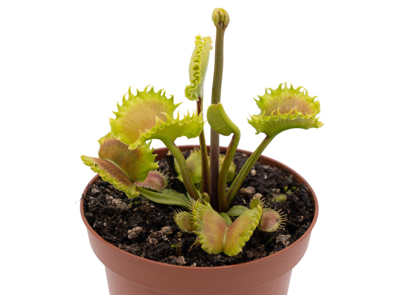 Dionaea muscipula - GJ Shir Khan
