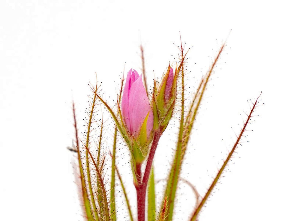 Miniaturbild: Roridula gorgonias - Seedgrown