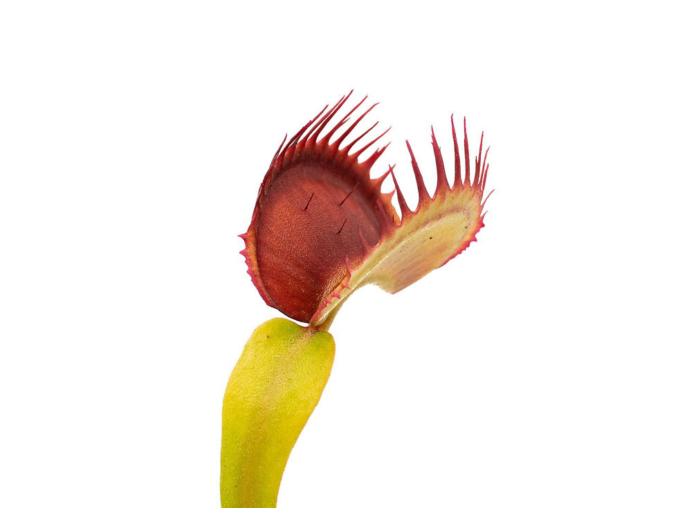 Miniaturbild: Dionaea muscipula - Australian Red Rosette