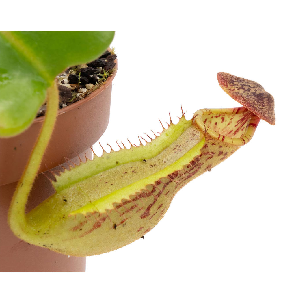 Thumbnail: Nepenthes (boschiana x clipeata) x (lowii x clipeata)
