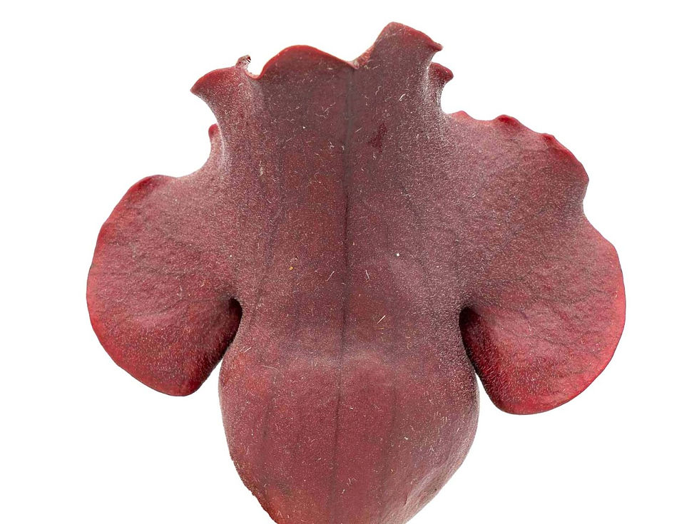 Miniaturbild: Sarracenia purpurea ssp. venosa - Louis Burke, Alan Hindle