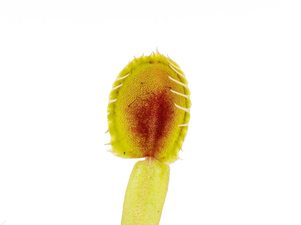 Miniature : Dionaea muscipula - Erect Cup Trap
