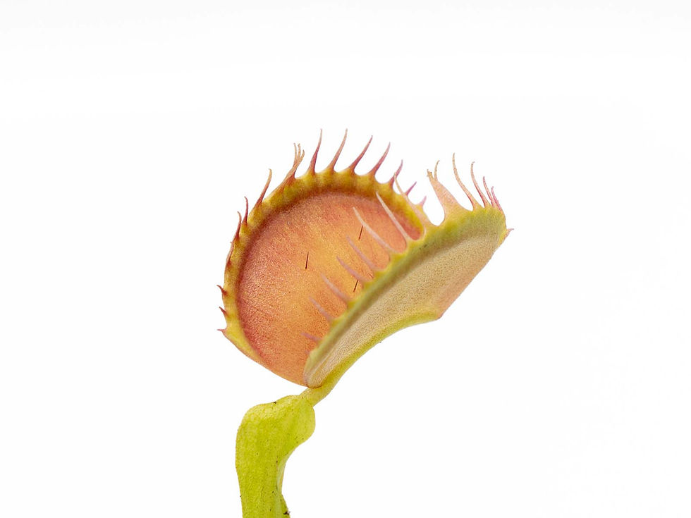 Thumbnail: Dionaea muscipula - GJ Supernova