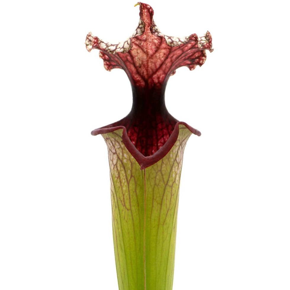 Miniaturbild: Sarracenia x moorei - MK H225, `Timothy King´