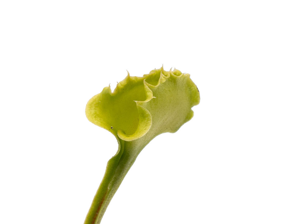 Miniatura: Dionaea muscipula - GJ Butterfly
