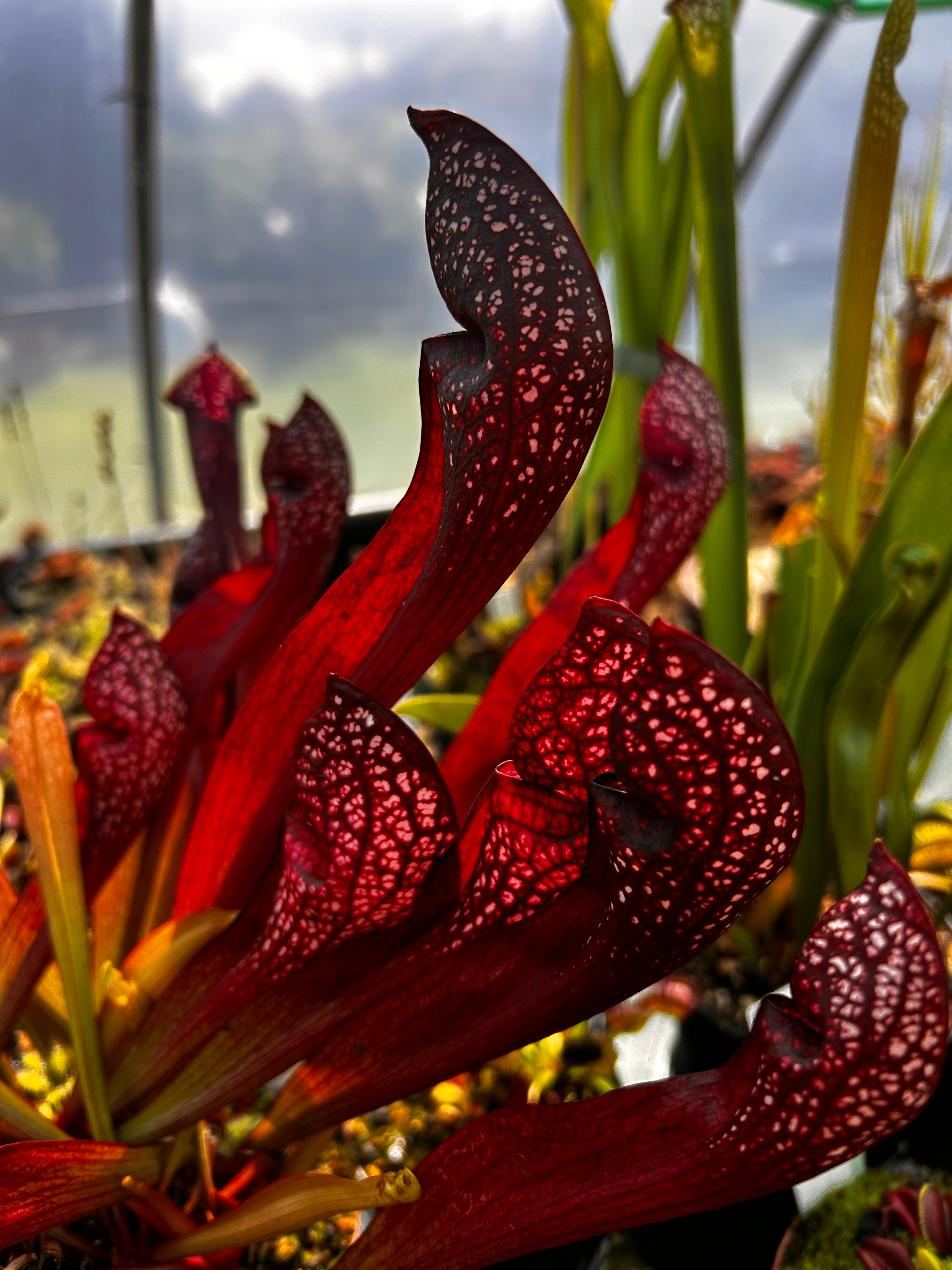 Sarracenia ‘Scarlet Belle’